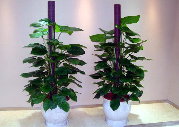 办公室植物摆放宜忌  办公室风水植物