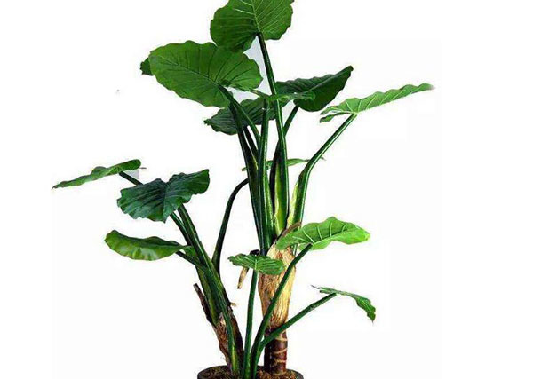 家里种什么植物风水好