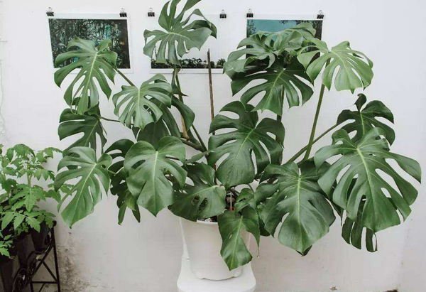客厅摆什么植物旺财 适合放客厅的大盆植物