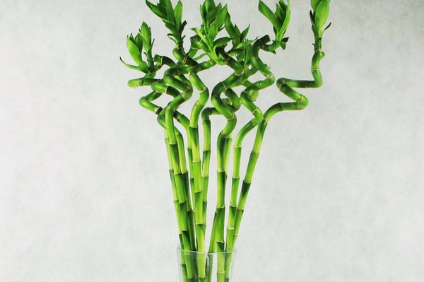 客厅摆什么植物旺财 适合放客厅的大盆植物