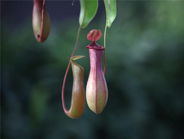 室内驱蚊植物盆栽大全 植物驱蚊法你值得拥有