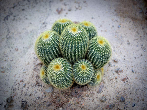 防辐射植物