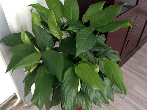 养什么植物辟邪最厉害 镇宅招财旺人的植物 十种招鬼的花