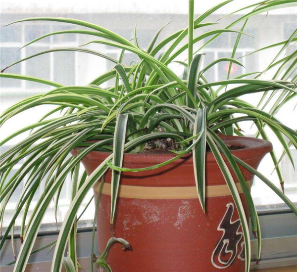 家里种什么植物风水好 家中该养哪些花卉呢