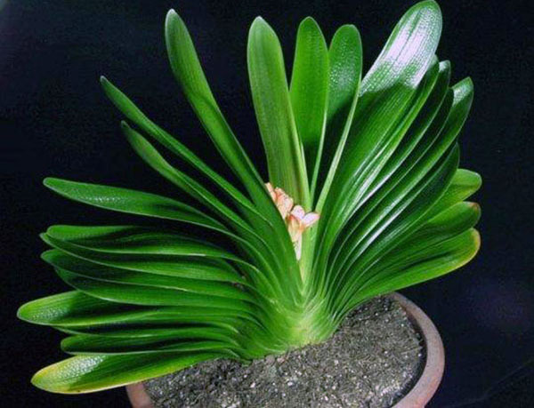 适合室内养的植物 