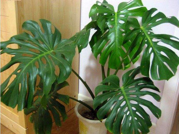 净化空气的植物都有哪些呢 主要靠它们