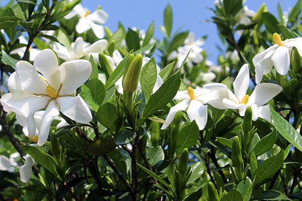 栀子花花语是什么