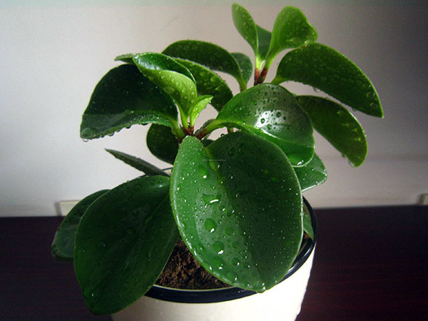 室内养什么植物风水好 客厅植物风水摆放禁忌