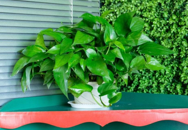 家里养啥植物风水好 家里植物摆放风水