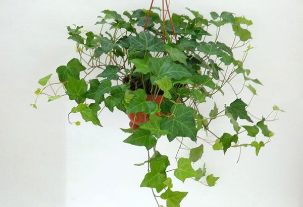植物