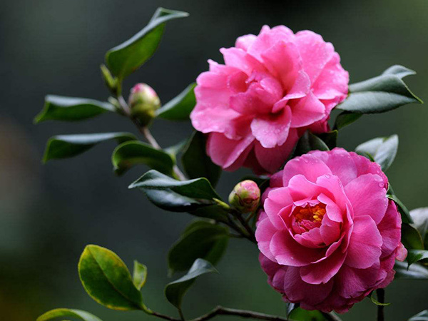 什么是山茶花花语