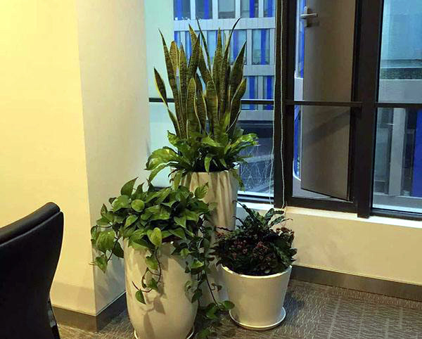 办公室植物摆放宜忌  办公室风水植物