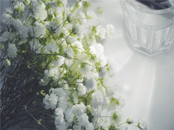 满天星怎么种植盆栽 满天星种植注意事项