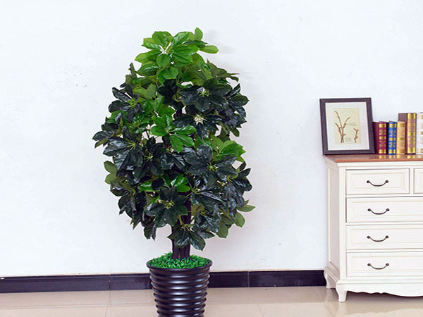 客厅放什么大型植物好 家居客厅植物摆放风水