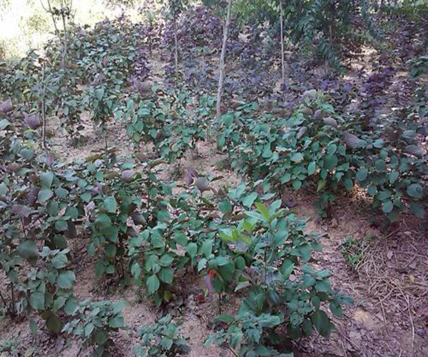 怎么种植紫苏