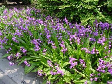 白芨 白芨