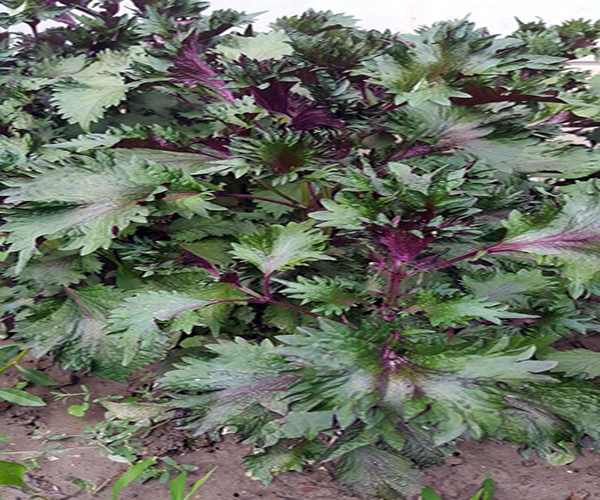 怎么种植紫苏比较好
