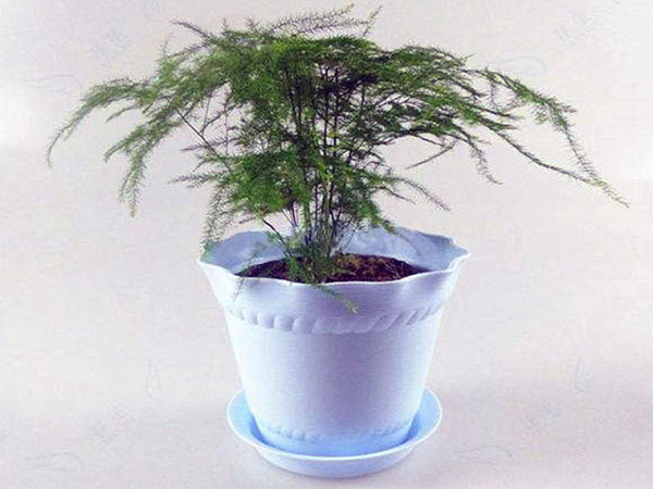 老板办公室放哪些植物