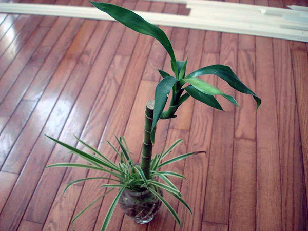 客厅摆放植物风水禁忌