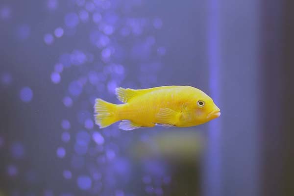 办公室养鱼养几条