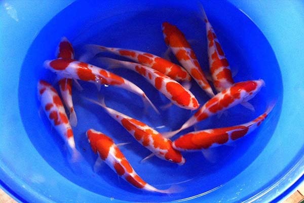 家里养几条鱼风水*