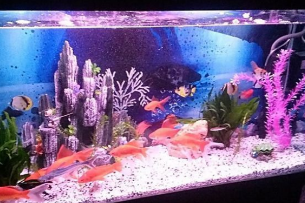 家居风水鱼缸