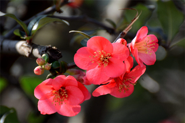 家里养海棠花好吗