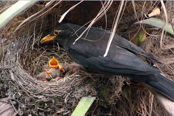 鸟经常飞进家里要死人