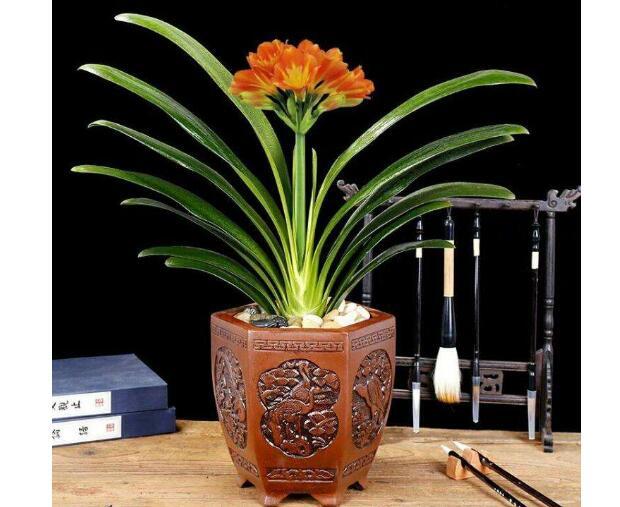 2019客厅摆什么植物招财