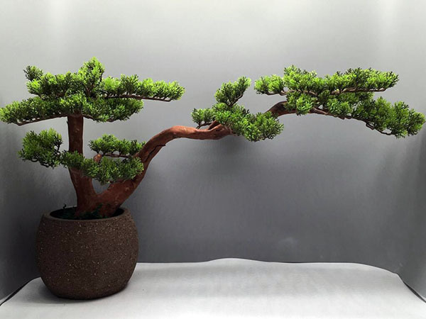 客厅里放什么植物招财