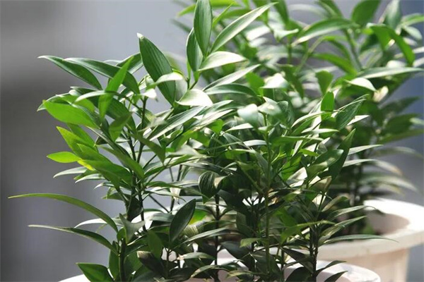 竹柏的养殖方法和注意事项