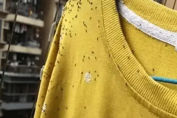 为什么黄色衣服会招虫子  怎样预防黄色衣服招虫子