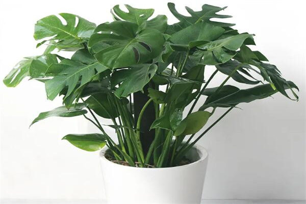 室内装修后放什么植物好