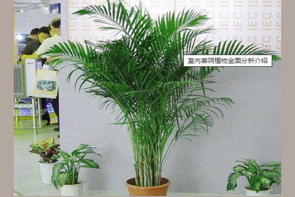 室内耐阴植物的特点分析