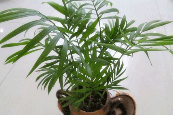 室内耐阴植物都有哪些