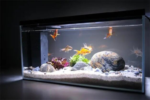 金鱼缸风水禁忌