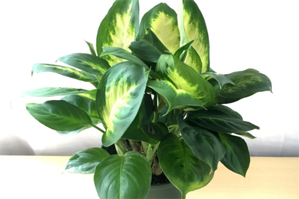 新装修房子买什么植物可吸甲醛