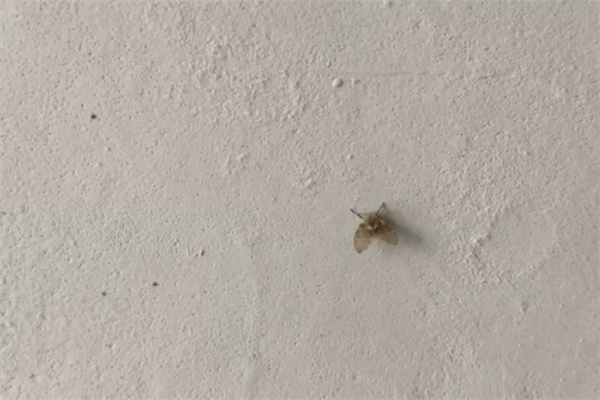 卫生间的小飞虫是从哪里出来的