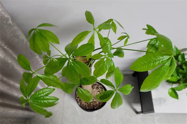 发财树的寓意和象征和好处 发财树放在什么地方比较好