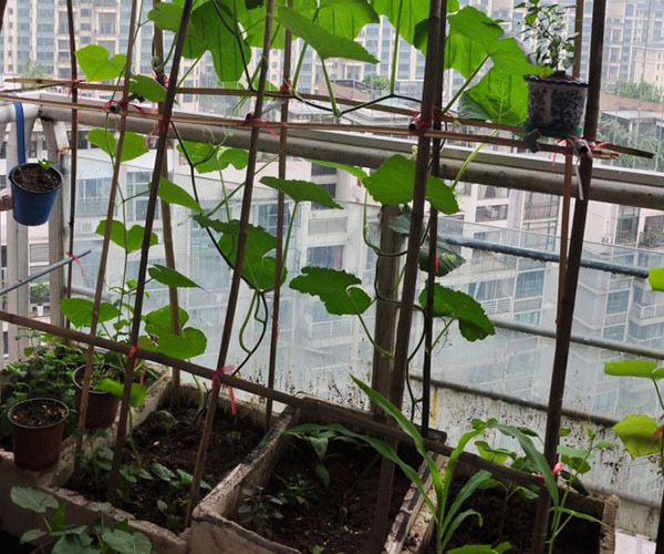阳台栽培蔬菜 阳台菜园可以种哪些蔬菜