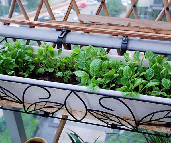 阳台菜园设计 如何在阳台栽培蔬菜