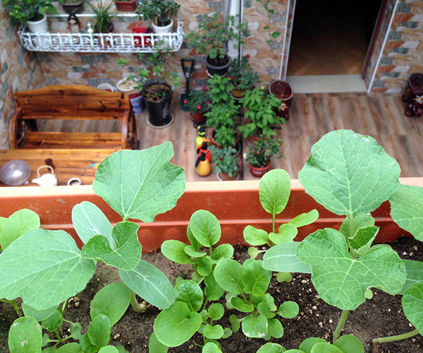 阳台菜园设计 如何在阳台栽培蔬菜