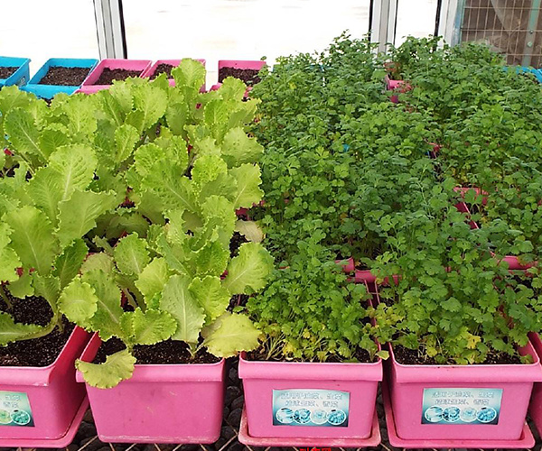 阳台栽培蔬菜 阳台菜园可以种哪些蔬菜