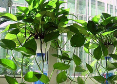 哪些植物可以净化空气呢 让空气持久清新