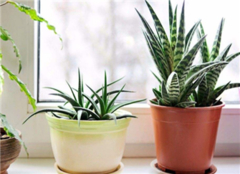 净化空气的室内植物有用吗 净化空气的室内植物好养吗